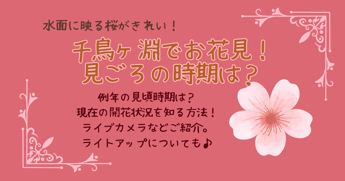 千鳥ヶ淵の桜　お花見　見頃いつ　いつからいつまで　現在　開花状況　リアルタイム　ライブカメラ　ライトアップ　何時から